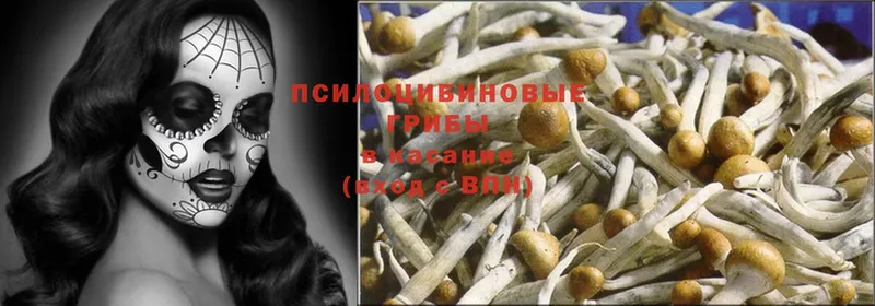 сколько стоит  Раменское  Псилоцибиновые грибы Psilocybe 